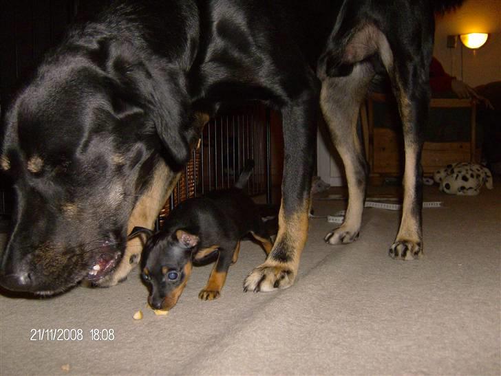 Dvaergpinscher "General" TITO - Det er så min "storebror" og jeg. billede 4