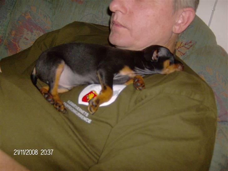 Dvaergpinscher "General" TITO - Man er vel far´s hund :-) billede 5