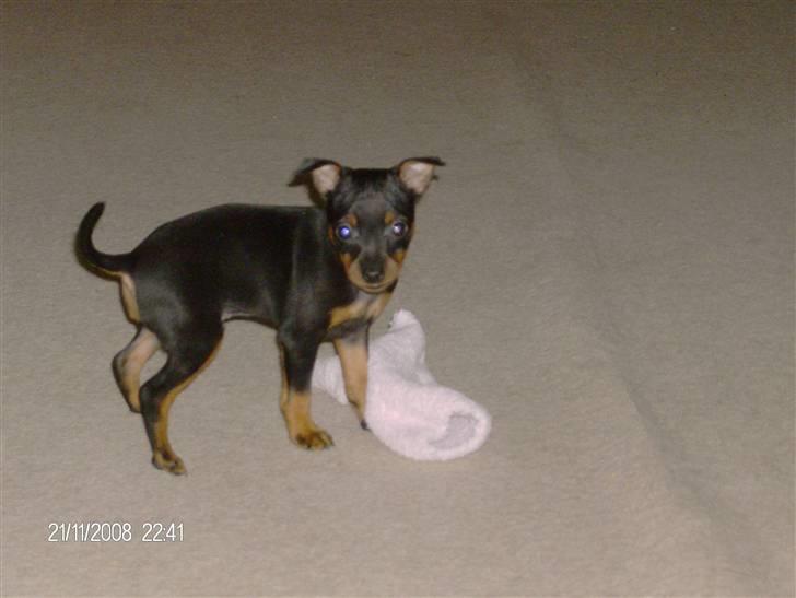 Dvaergpinscher "General" TITO - Her er jeg så! billede 6