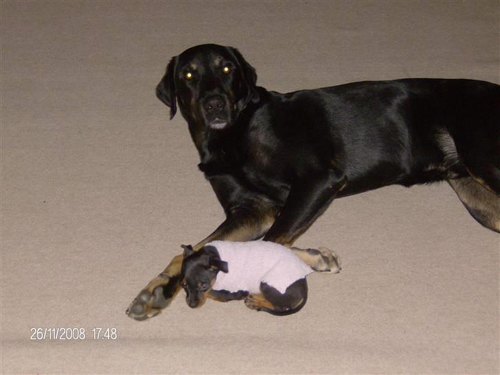 Dvaergpinscher "General" TITO - Janus og Tito nyder hinandens selskab billede 7