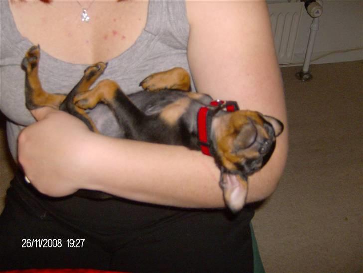 Dvaergpinscher "General" TITO - Det er hårdt at være til. billede 8