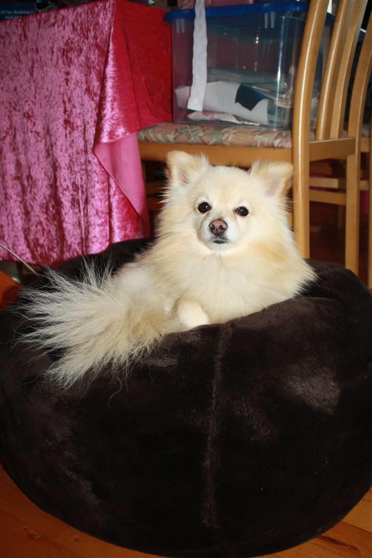 Pomeranian Calle - Er der nogle der er i tvivl så spør mig. billede 15