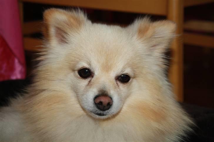 Pomeranian Calle - Her er det mig der bestemmer billede 16