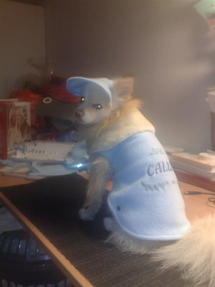 Pomeranian Calle - Når man skal have så meget nyt tøj er det jo godt jeg har været model før. billede 17