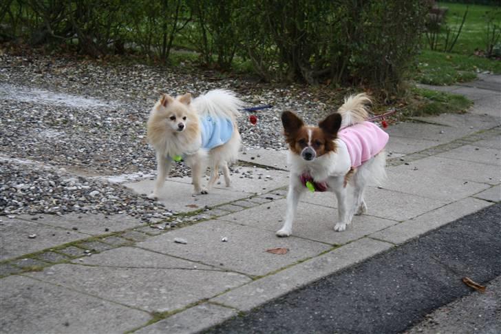 Pomeranian Calle - Det er dejligt med tøj så vi ikke fryser. billede 19