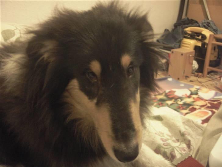 Collie langhåret Kenay (Nitopets) - hej billede 1