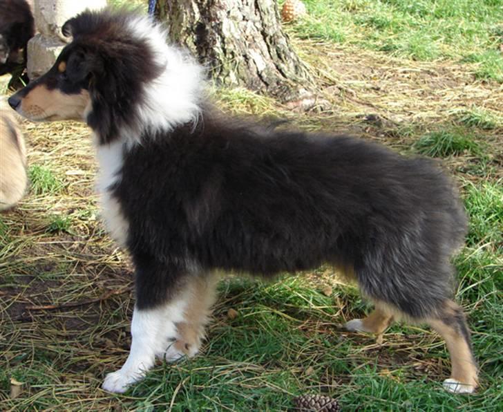 Collie langhåret Kenay (Nitopets) - billed lånt hos Nitopets billede 2