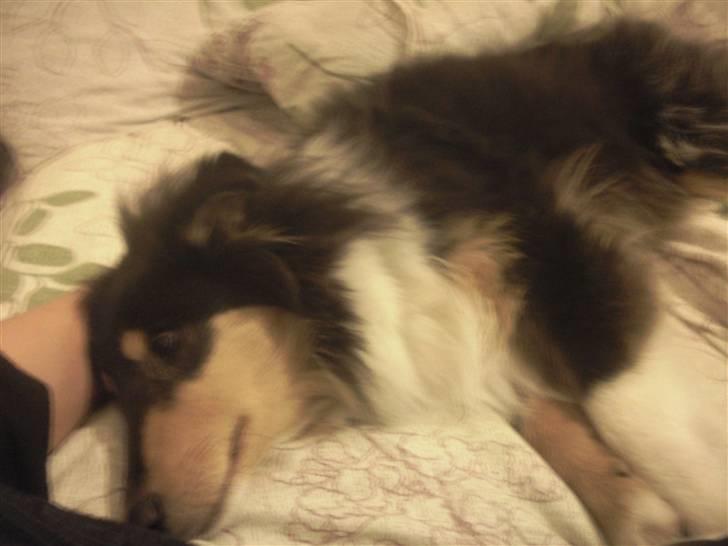 Collie langhåret Kenay (Nitopets) - elsker at ligge og slappe af  billede 3