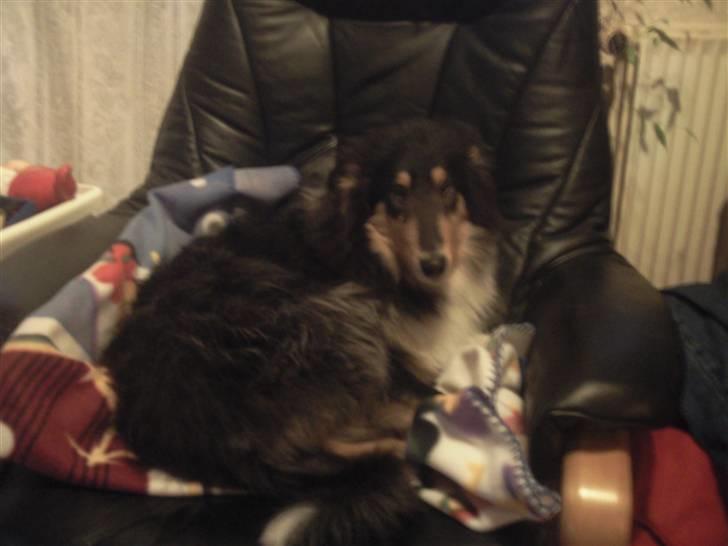 Collie langhåret Kenay (Nitopets) - dejlig stol at ligge i  billede 4