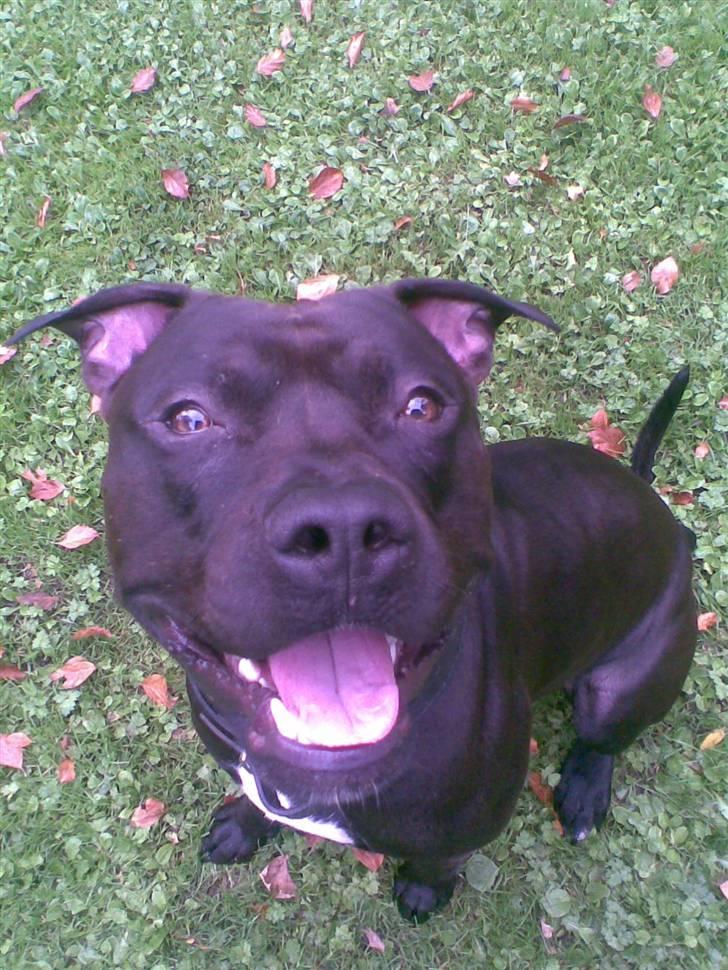 Amerikansk staffordshire terrier Briian =o) - så det i seng briian .! billede 8