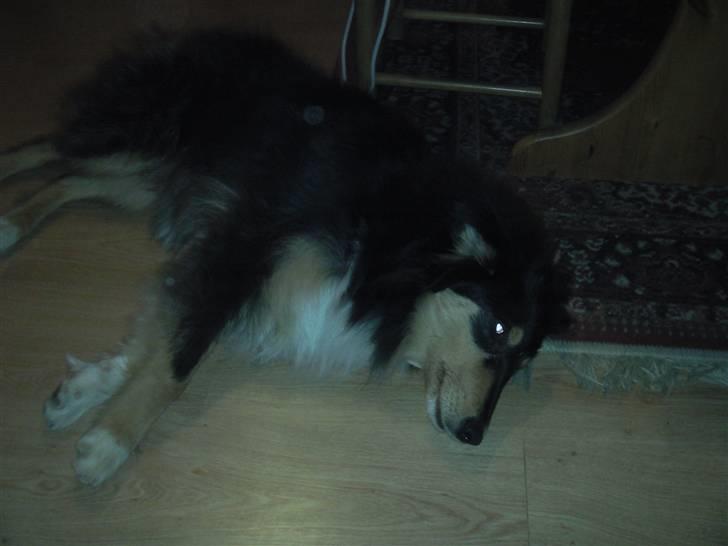 Collie langhåret Kenay (Nitopets) - det er lidt for tideligt for mig at stå op billede 5