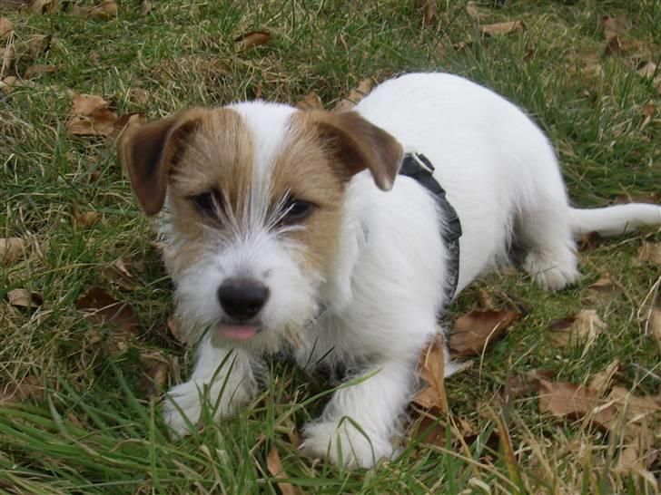 Jack russell terrier calle billede 1