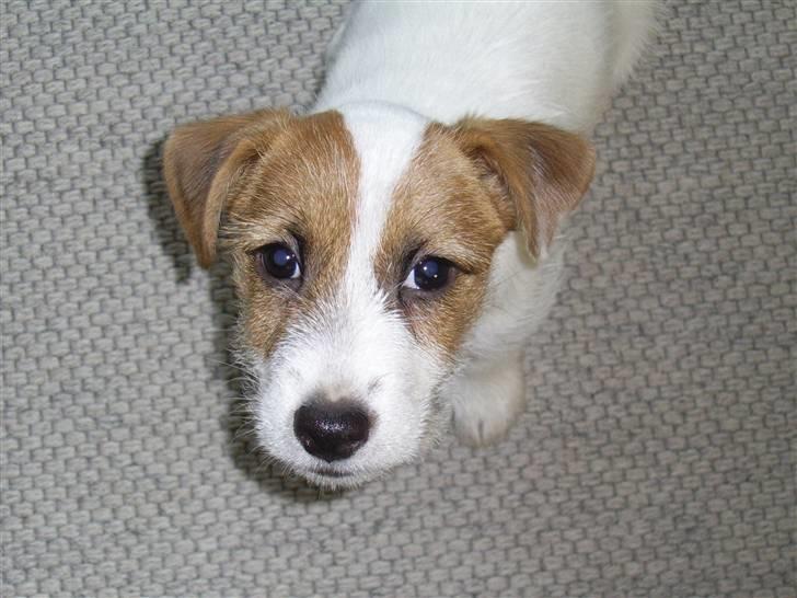 Jack russell terrier calle billede 2