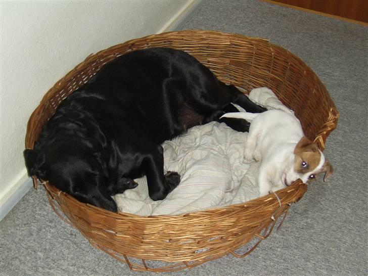 Jack russell terrier calle billede 3