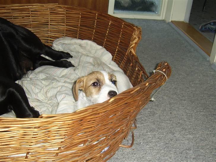 Jack russell terrier calle billede 4