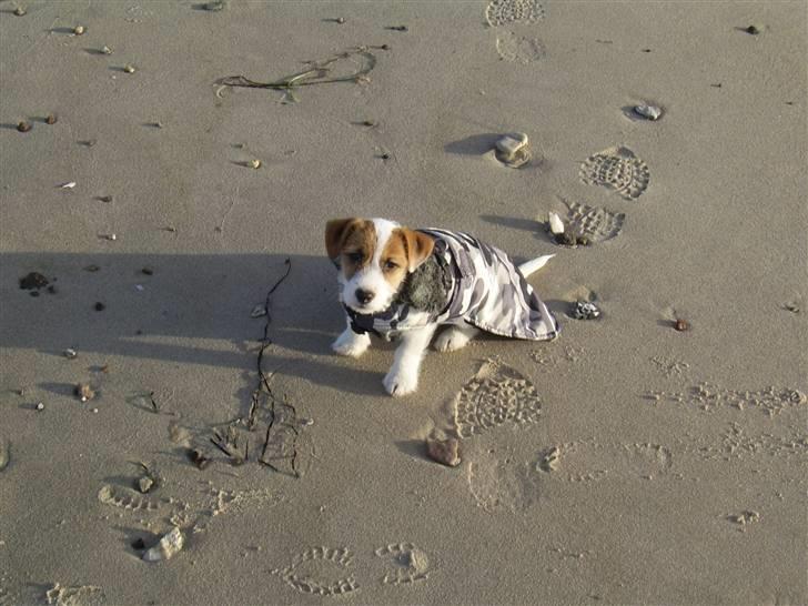 Jack russell terrier calle billede 5