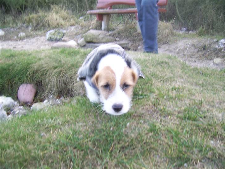 Jack russell terrier calle billede 6