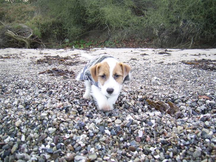 Jack russell terrier calle billede 7