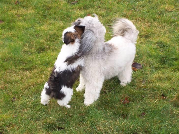 Lhasa apso Fiona R.i.P Fiona 28/09-2018 - Nu er jeg blevet større, så jeg prøver da lige. billede 11