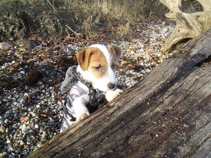 Jack russell terrier calle billede 8