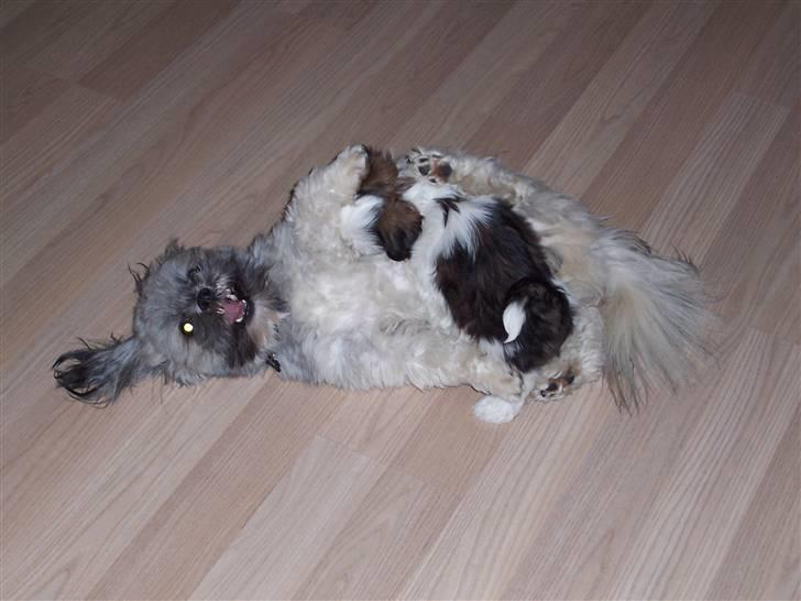 Lhasa apso Fiona R.i.P Fiona 28/09-2018 - Jeg er ikke helt stor nok endnu. billede 12