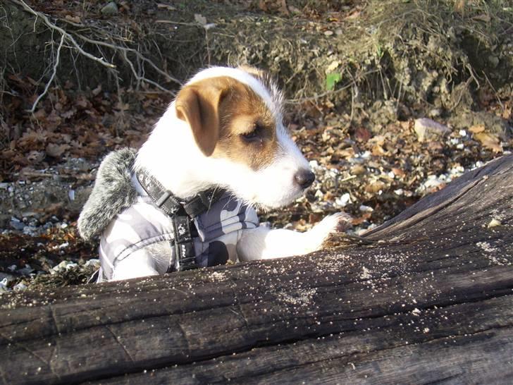 Jack russell terrier calle billede 9