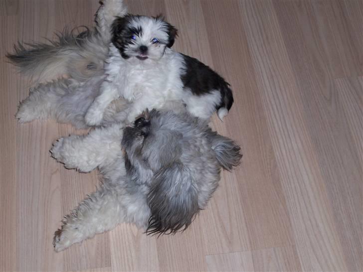 Lhasa apso Fiona R.i.P Fiona 28/09-2018 - Det er hårdt det her.. billede 13