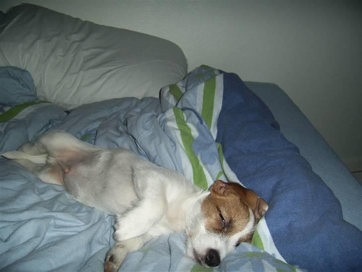 Jack russell terrier calle billede 10