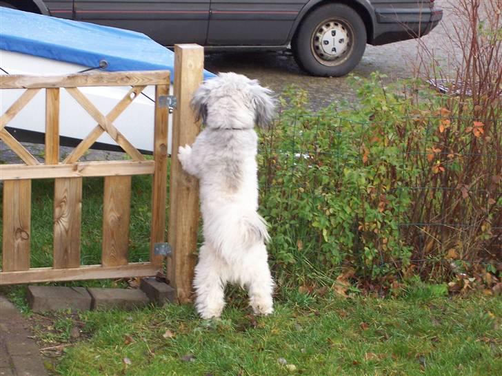 Lhasa apso R.I.P TUX - Ha der er postbudet, og ham kan jeg ikke li. billede 14