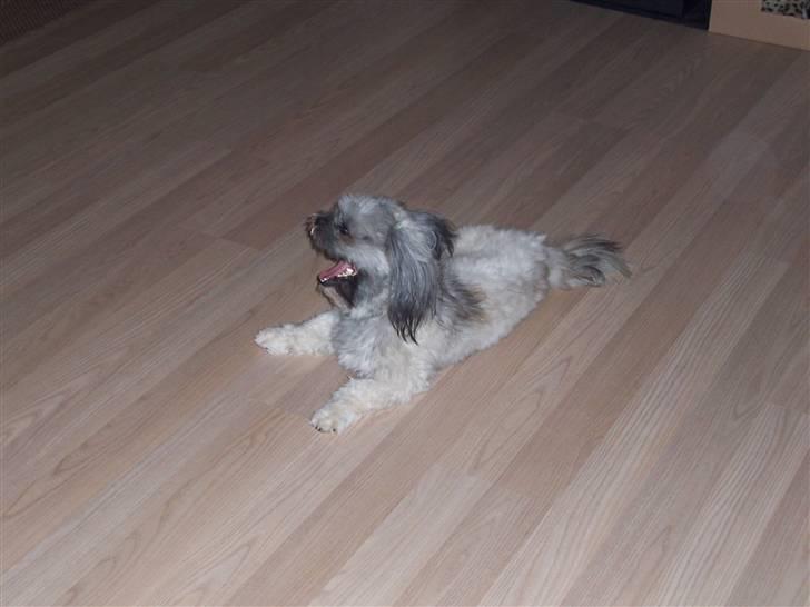 Lhasa apso R.I.P TUX - Ja man kan godt blive træt. billede 15
