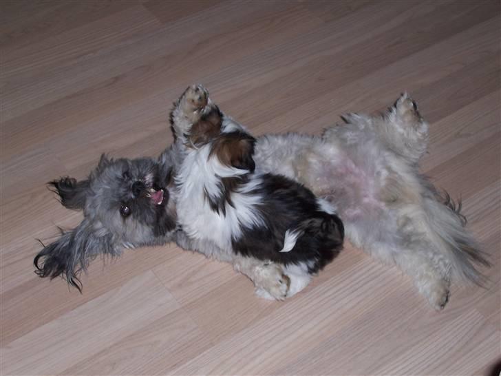 Lhasa apso R.I.P TUX - Åh nej hun vil tumle hele tiden. billede 16