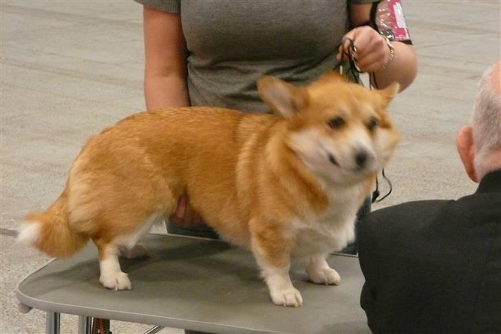 Welsh corgi pembroke My billede 18