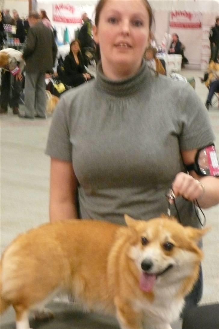 Welsh corgi pembroke My billede 19