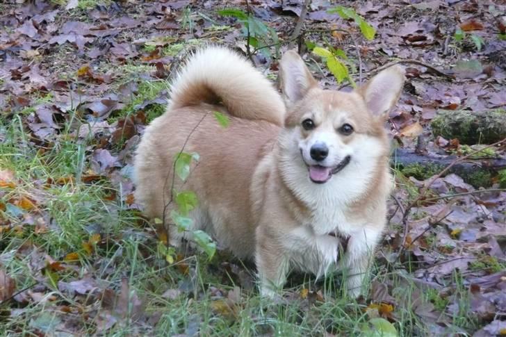 Welsh corgi pembroke My - skal vi lege?? billede 20