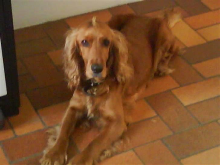 Cocker spaniel Lady - er hun ikke smuk..??? billede 1