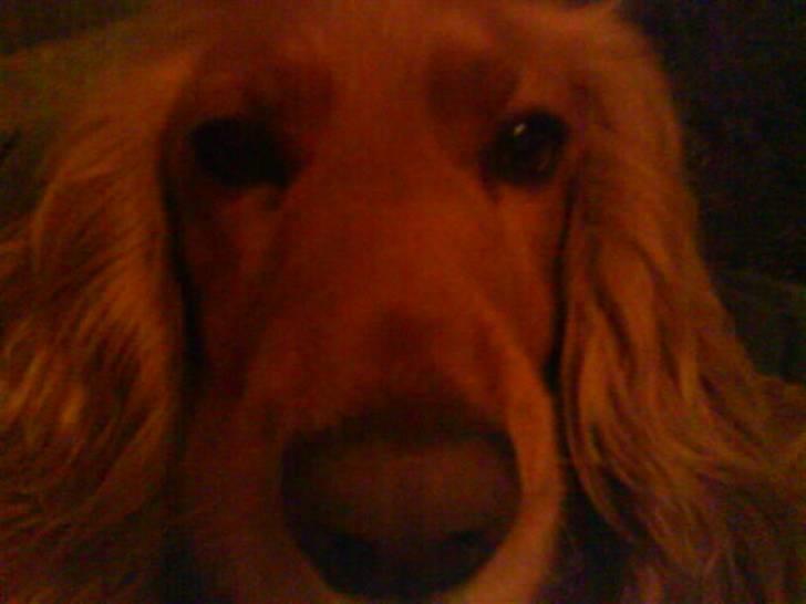 Cocker spaniel Lady - kig mig dybt i ind øjnene billede 3