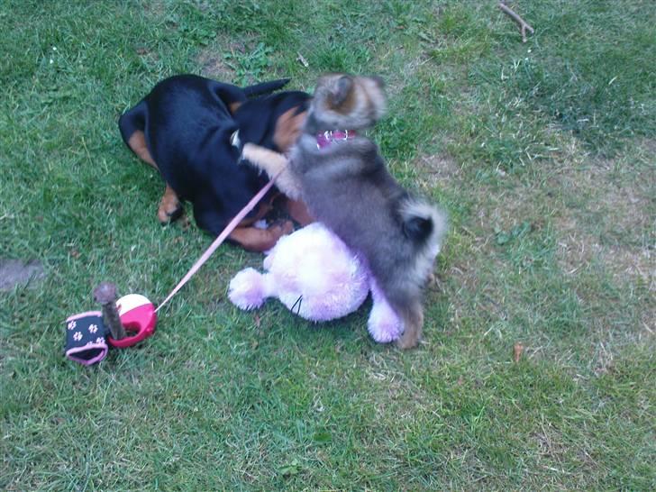 Pomeranian Amy - Amy vs rotweiler tyson billede 14