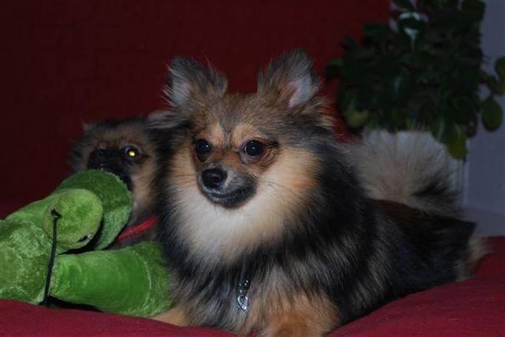 Pomeranian Amy - fotograf: Inge-Lise  billede 15