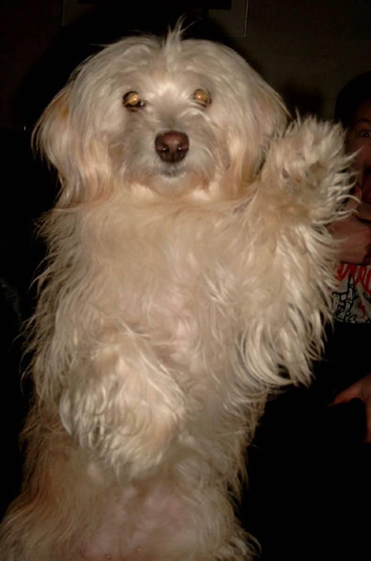 Bichon havanais Cuban Silky Dreams Ayshia - *vinke-vinke* billede 20