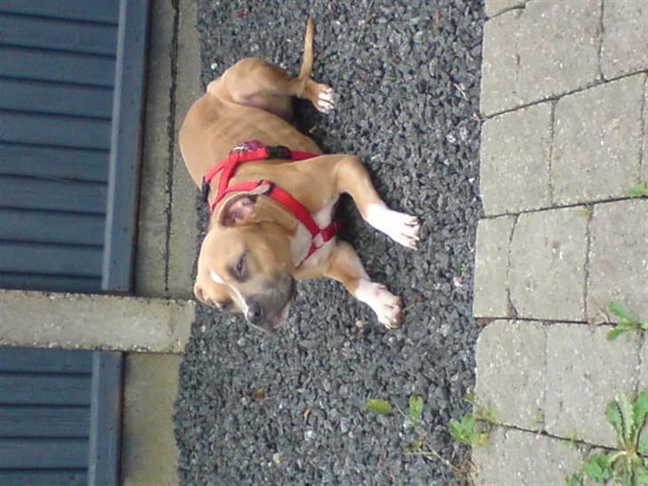 Amerikansk staffordshire terrier Naya billede 18