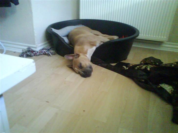 Amerikansk staffordshire terrier Naya billede 19