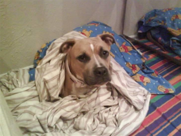 Amerikansk staffordshire terrier Naya billede 20