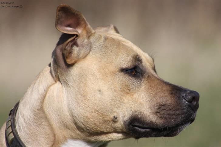 Amerikansk staffordshire terrier *UniQue* <3 Himmelhund <3 - True Staff´s Roll Royce, aka UniQue billede 12