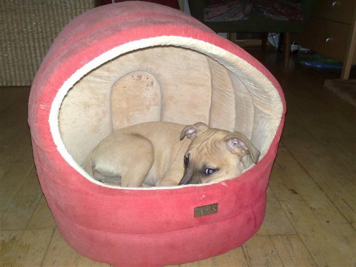 Amerikansk staffordshire terrier *UniQue* <3 Himmelhund <3 - UniQue opdagede lige at missen´s hule havde den rette størrelse billede 13