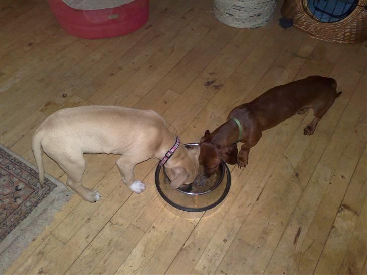 Amerikansk staffordshire terrier *UniQue* <3 Himmelhund <3 - UniQue skulle lige hen og se om Lui´s mad var bedre end hendes eget billede 14