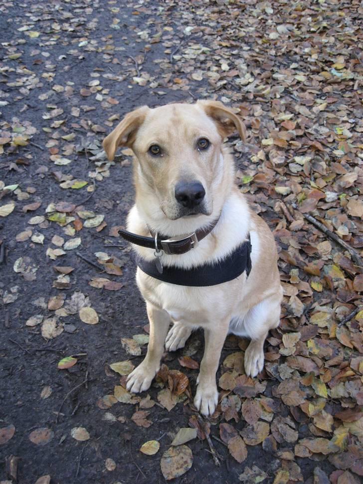 Blanding af racer Labrador/Schæfer - Balto billede 13