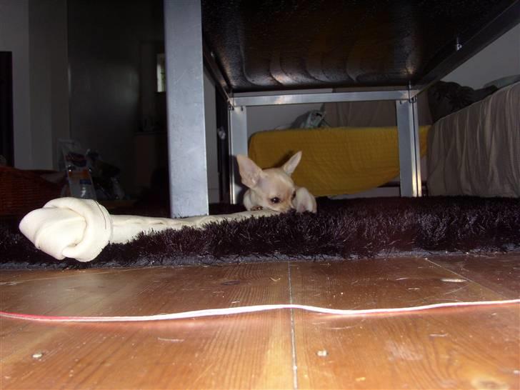 Chihuahua ¨˜”°º•Gucci•º°”˜¨ billede 8