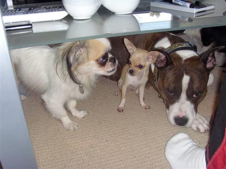 Chihuahua ¨˜”°º•Gucci•º°”˜¨ billede 9