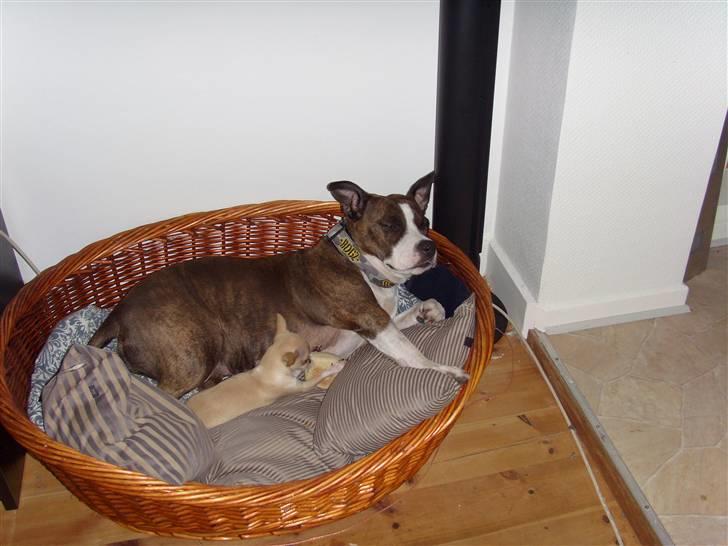 Chihuahua ¨˜”°º•Gucci•º°”˜¨ billede 10