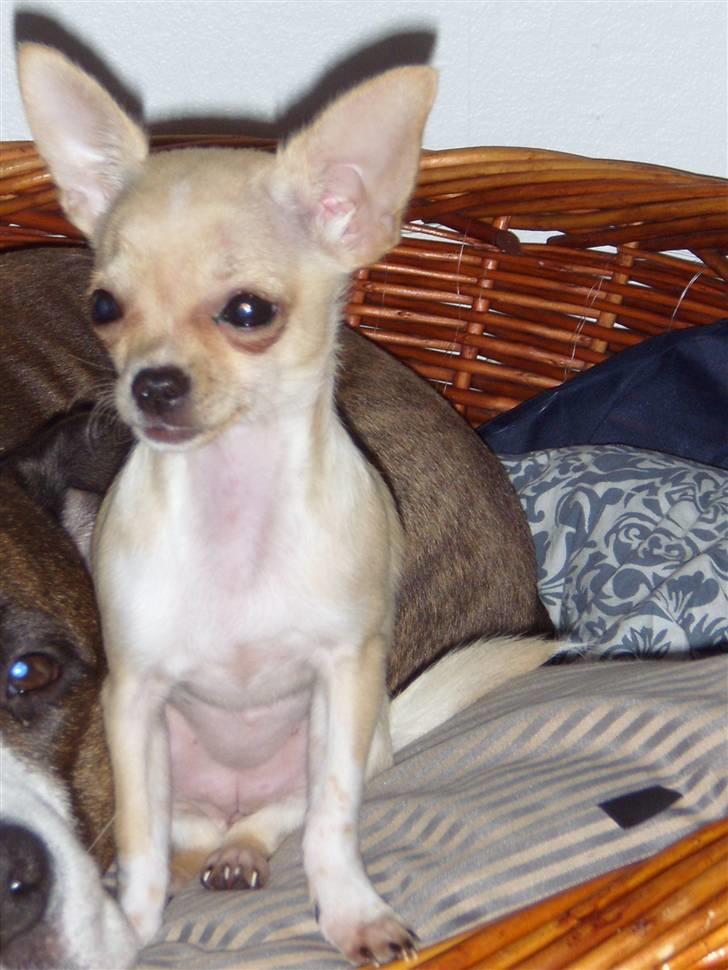 Chihuahua ¨˜”°º•Gucci•º°”˜¨ billede 11